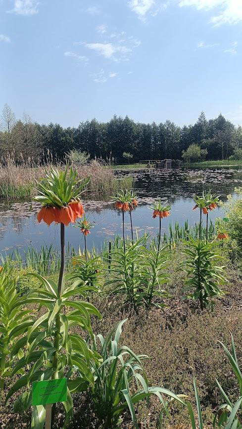 Kwitnące rośliny nad stawem w Arboretum Bolestraszyce